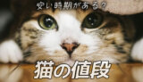 猫の値段は1年でこんなに違う｜一番安い・高い時期はいつ？