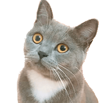 ニャルソックとは 猫はなぜ窓際が好きなのか専門家に聞いてみた 海賊猫ブログ白足のモモ