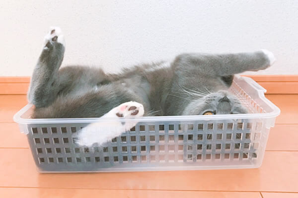 100均　猫のベッド　プラカゴ