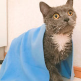 猫　お風呂　吸水タオル　ブリティッシュショートヘア