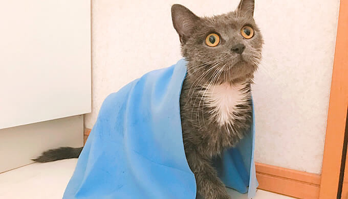 猫　お風呂　吸水タオル　ブリティッシュショートヘア