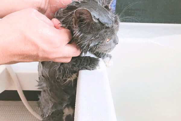 猫　お風呂　ブリティッシュショートヘア