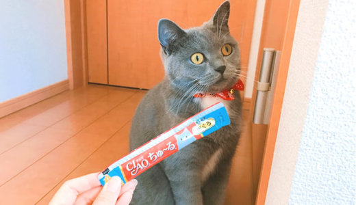 チュールで猫が凶暴化 Ciaoちゅーるに含まれている成分を徹底解明 おすすめの与え方 海賊猫ブログ白足のモモ