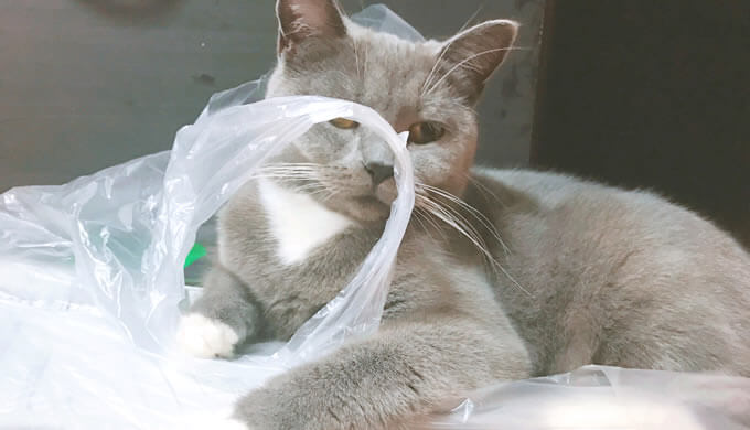 猫　ビニール袋　好き