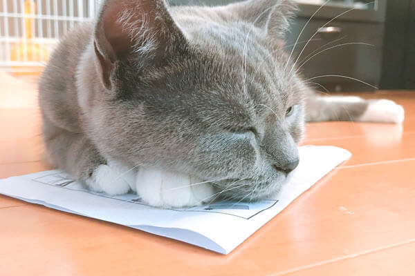 猫　紙の上　好き