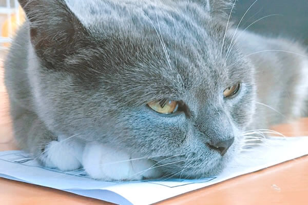猫　紙の上　好き