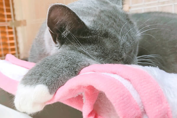 猫　毛布　寝る