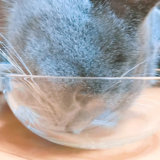 猫　ちゅーるスープ