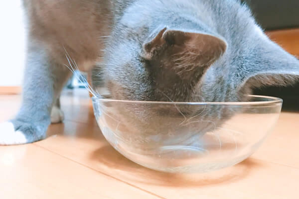 猫　ちゅーるスープ