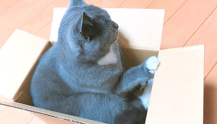 猫　箱　好き　