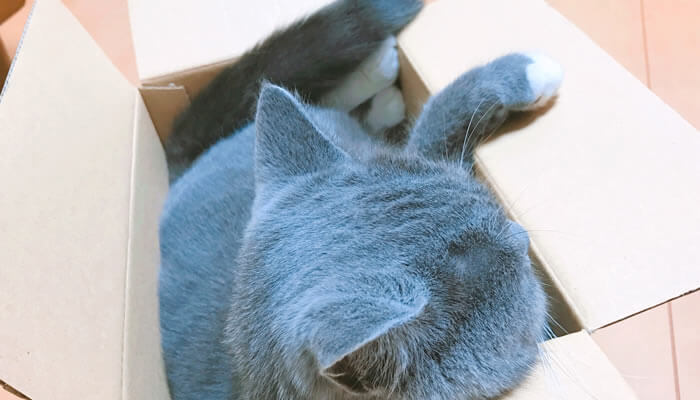 猫　箱　好き　