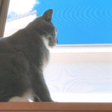 ニャルソックとは　猫窓