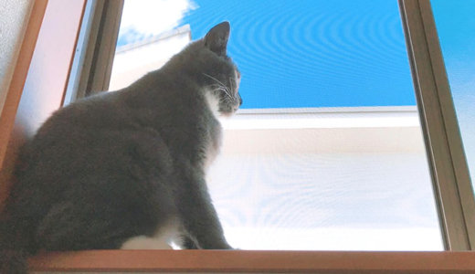 ニャルソックとは？猫はなぜ窓際が好きなのか専門家に聞いてみた