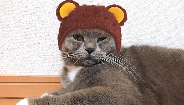 SNOW猫認識スタンプのクマのニット帽