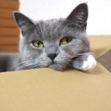 箱にこだわる猫