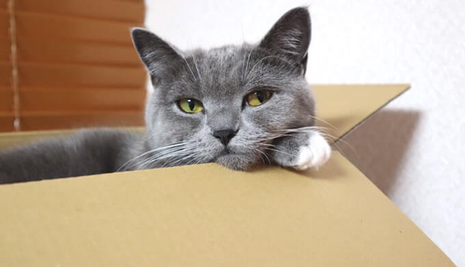 箱にこだわる猫