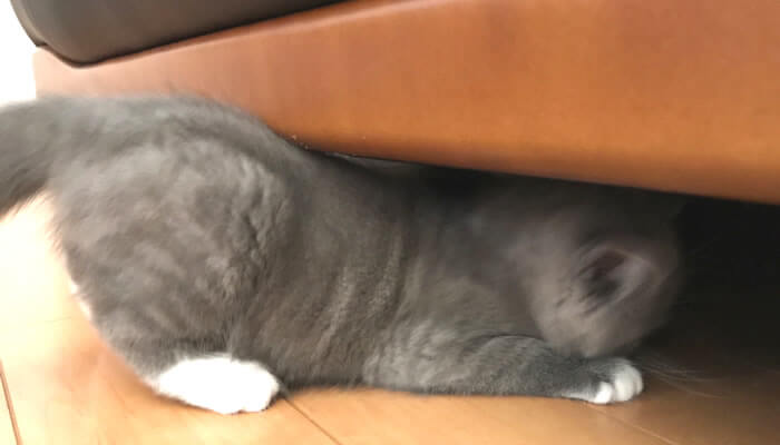 ソファーの下を覗くブリティッシュショートヘアの子猫