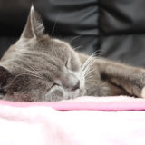 お気に入りの毛布で寝る猫