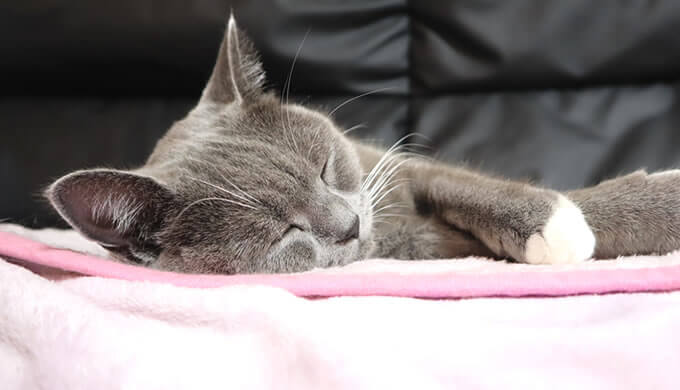 お気に入りの毛布で寝る猫