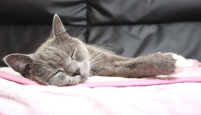 お気に入りの毛布でくつろぐ猫