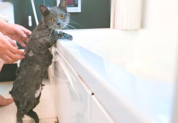 猫　お風呂　必要