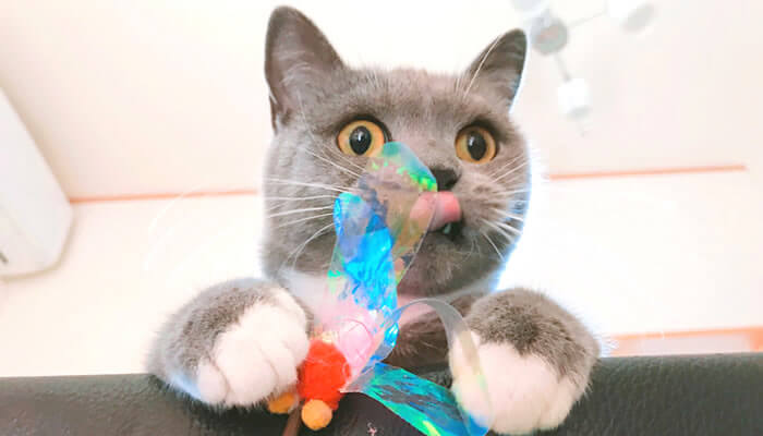 猫　おもちゃ　カシャブン