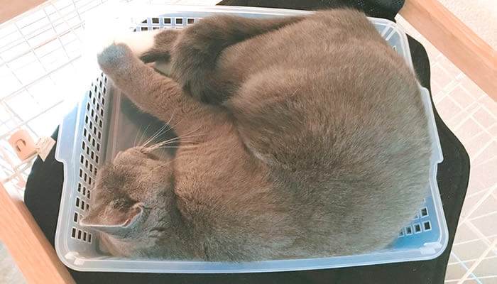 プラカゴで寝る猫