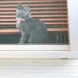 ニャルソックする猫を外から見た