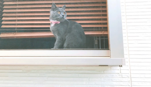 自宅警備中のニャルソックする猫を外から見てみた