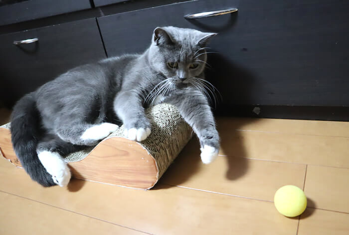 猫のおもちゃスポンジボール