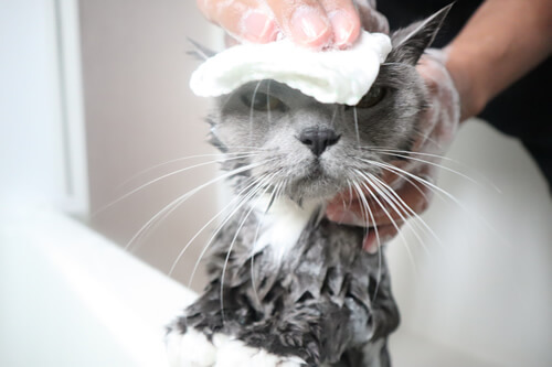 猫のシャンプー顔の洗い方