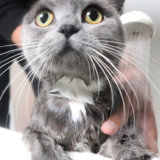 猫のお風呂・シャンプーの入れ方
