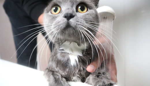 猫のお風呂・シャンプーの入れ方