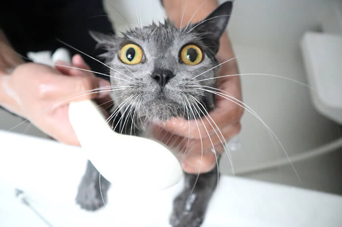 シャワーで顔が細くなる猫