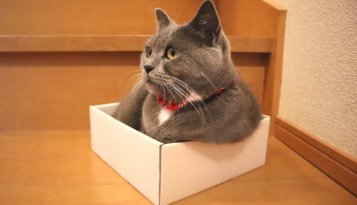 猫は小さな箱がやっぱりお好き？