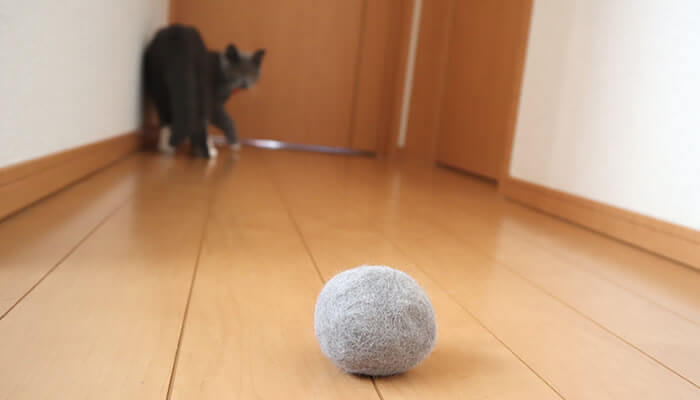 自分の毛玉ボールを見つめる猫