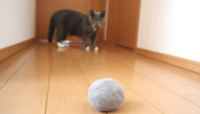 自分の毛玉ボールを見つめる猫