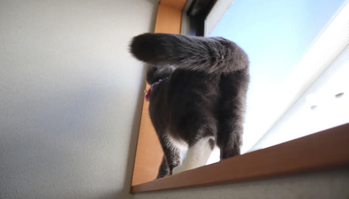 階段の窓際でニャルソックする猫