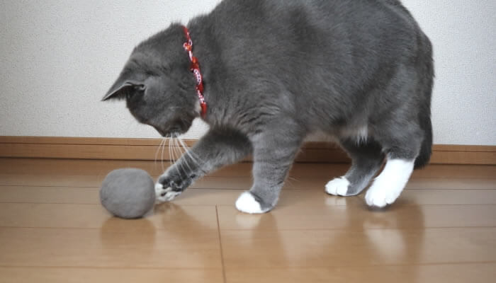 自分の毛玉ボールで遊ぶ猫