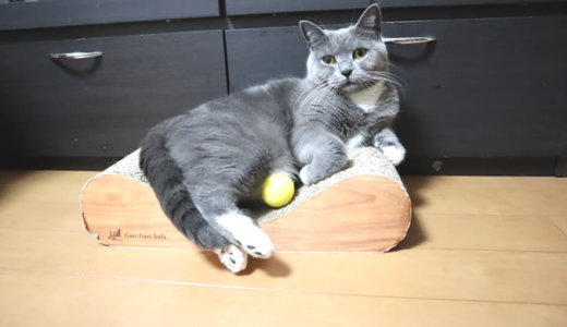 スポンジボールのおもちゃがお気に入りの猫