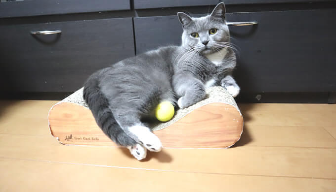 お気に入りのボールを抱える猫