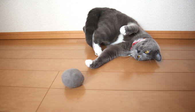自分の毛玉ボールで遊ぶ猫