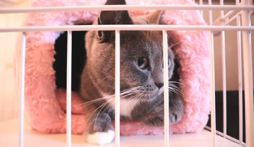 冬はドーム型のモコモコ猫ベッドがお気に入り！