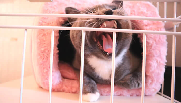大あくびをする猫