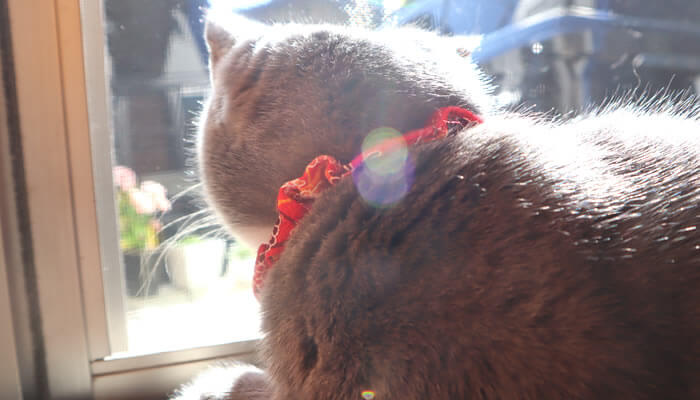 体温調節しながら日光浴する猫