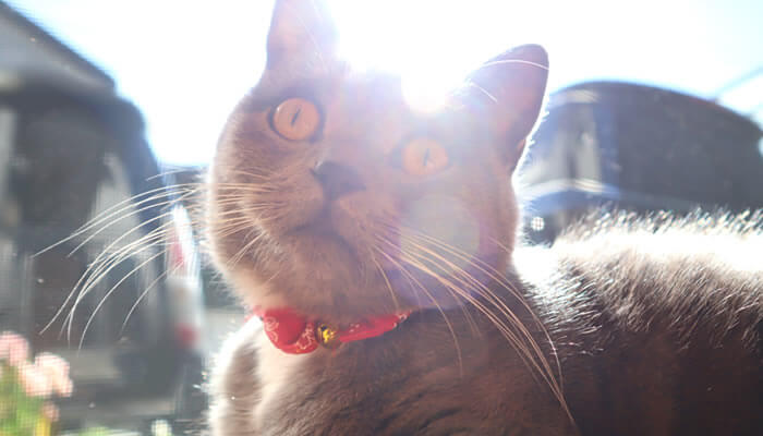 体温調節しながら日光浴する猫