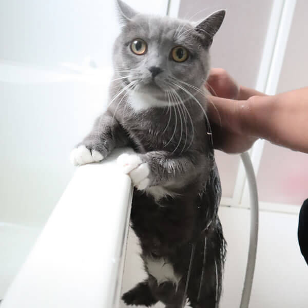 お風呂で固まる猫