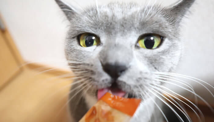 イカ耳でモンプチナチュラルキッスを食べる猫