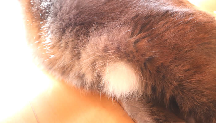 猫のお腹のモフモフの毛