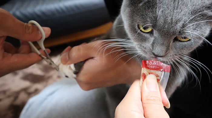 モンプチナチュラルキッスを食べながら爪切りする猫